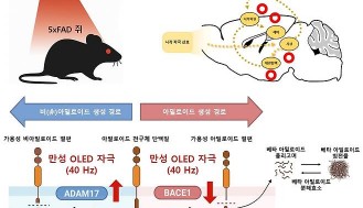 카이스트 최경철 교수팀, “약물 없이, 빛만 쪼였는데” 놀라운 결과…치매환자 기억력 좋아졌다